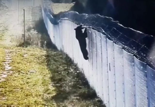 Мечка опита да мине държавна граница