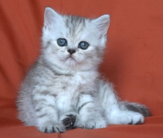 Дават на котета лекарства срещу Ковид 19