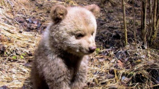 Който го е стах от мечки да не ходи в гората и да внимава на Витоша Който го е стах от мечки да не ходи в гората и да внимава на Витоша