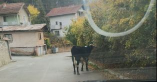 След сгазената  крава, полицията започна да  глобява