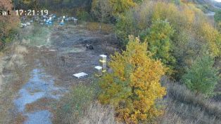 Мечки нападнаха кошери в село близо до Перник